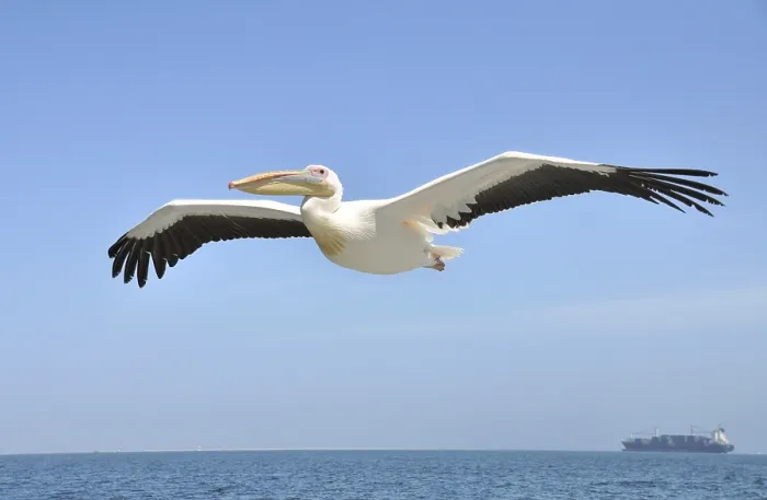 Framed Print : Pelican in flight over the Atlantic Ocean with a ship in the background Framed Print : Pelican in flight over the Atlantic Ocean with a ship in the background