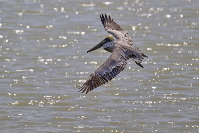 Framed Print : Pelican flying majestically over water Framed Print : Pelican flying majestically over water