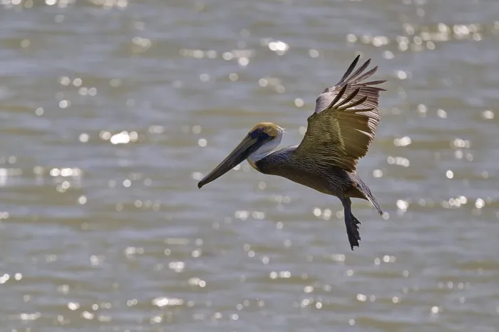 Framed Print : Pelican lowering its wings in flight over the water