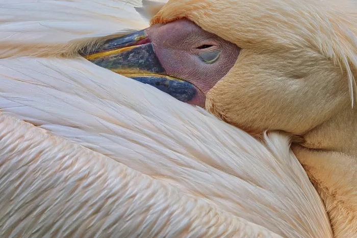 Framed Print : Pelican (Pelecanidae) sleeping, beak in plumage