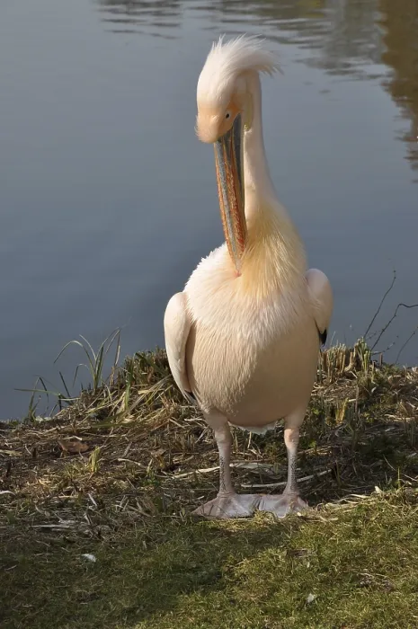 Framed Print : Pelican, pelecanus onocrotalus