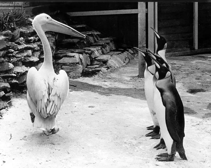 Framed Print : Pelican and four penguins, England, Great Britain