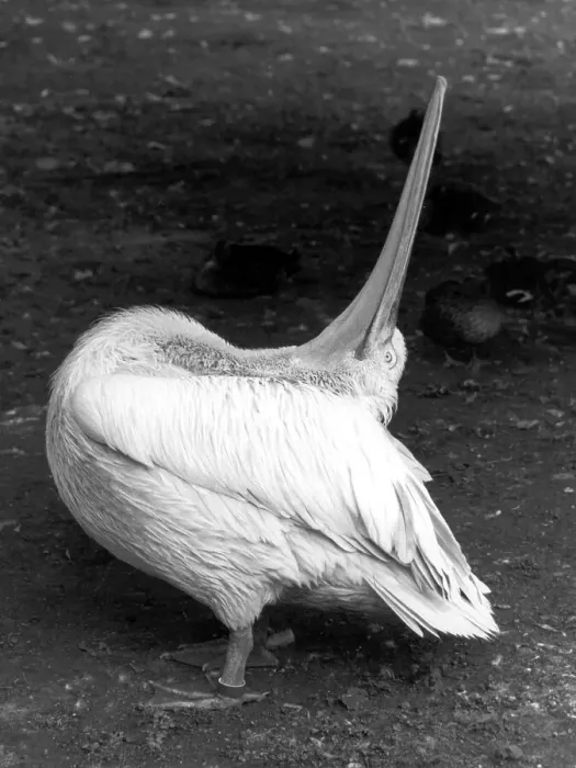 Framed Print : Pelican stretches and looks up, ca Framed Print : Pelican stretches and looks up, ca