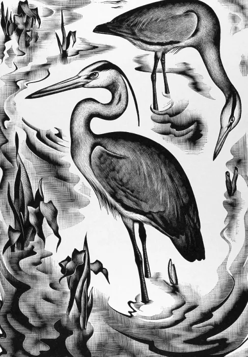 Framed Print : Pelicans on engraving from 1800s Framed Print : Pelicans on engraving from 1800s