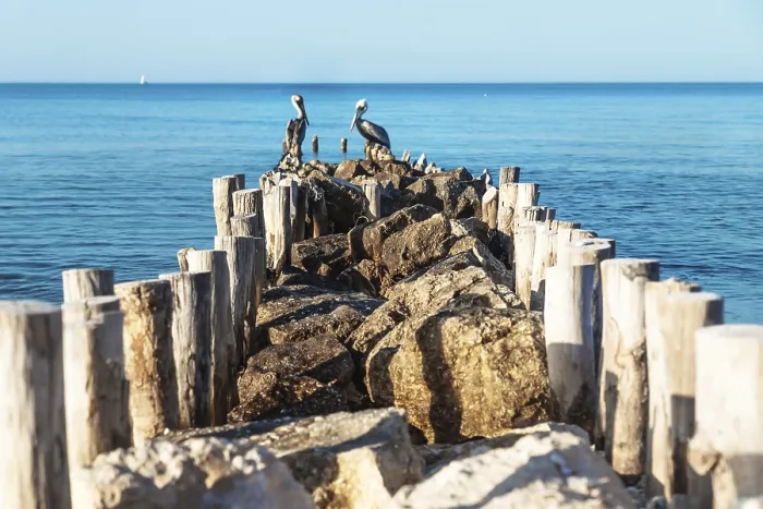 Framed Print : Pelicans out of focus at the end of a stone pier with blue ocean water around