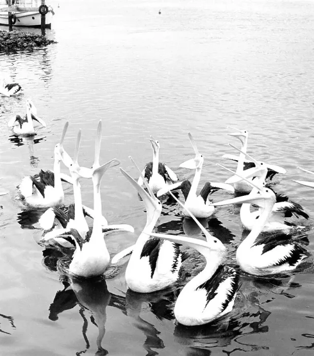 Framed Print : Pelicans with open mouth, ca. 1960s Framed Print : Pelicans with open mouth, ca. 1960s
