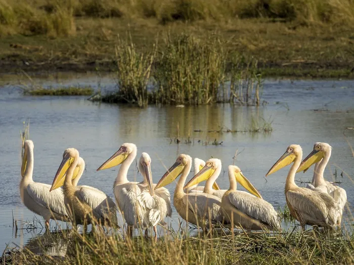 Framed Print : Pelicans (Pelecanus onocrotalus)