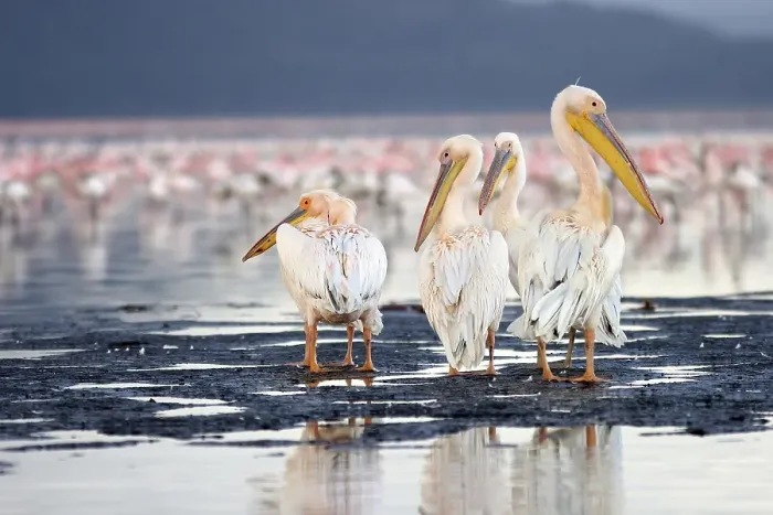 Framed Print : Pelicans (pelicanus onocrotalus)