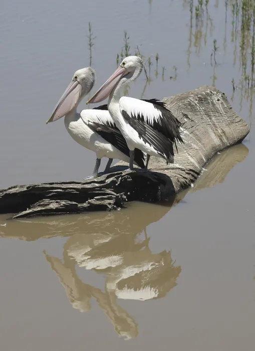 Framed Print : Two pelicans sitting on a tree log in water