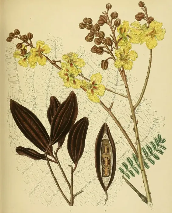 Framed Print : Peltophorum ferrugineum, native to Southeast Asia