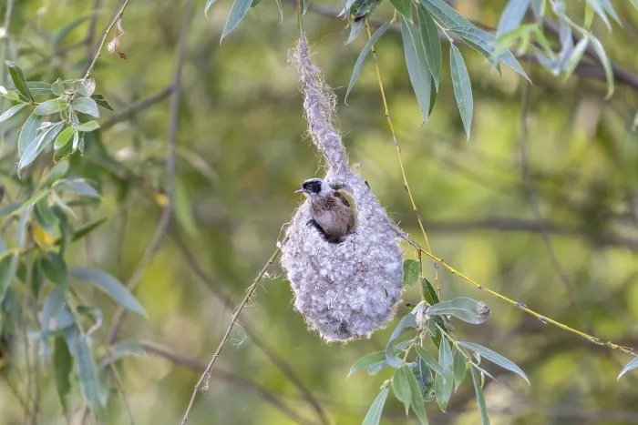 Framed Print : Penduline Tit (Remiz pendulinus)