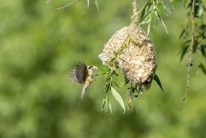 Framed Print : Penduline Tit (Remiz pendulinus) approaching the nest Framed Print : Penduline Tit (Remiz pendulinus) approaching the nest