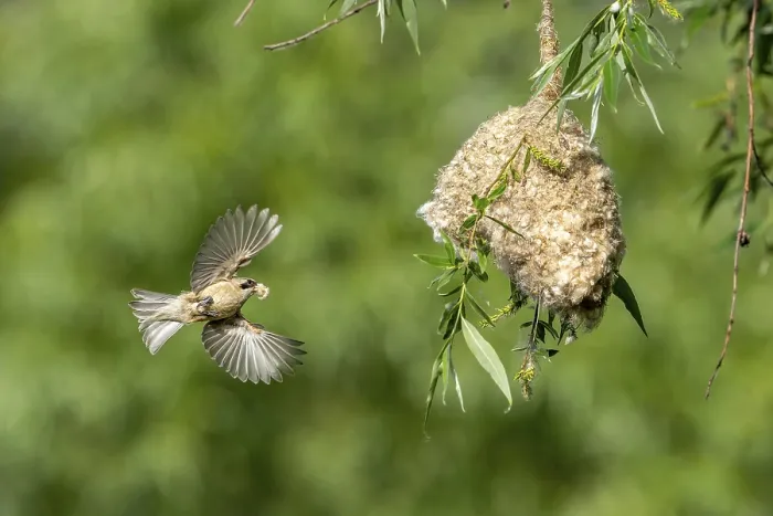 Framed Print : Penduline Tit (Remiz pendulinus) approaching the nest