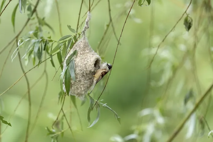 Framed Print : Penduline Tit (Remiz pendulinus) building a nest Framed Print : Penduline Tit (Remiz pendulinus) building a nest