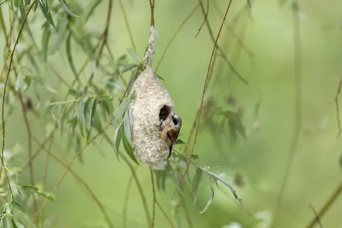 Framed Print : Penduline Tit (Remiz pendulinus) at the nest