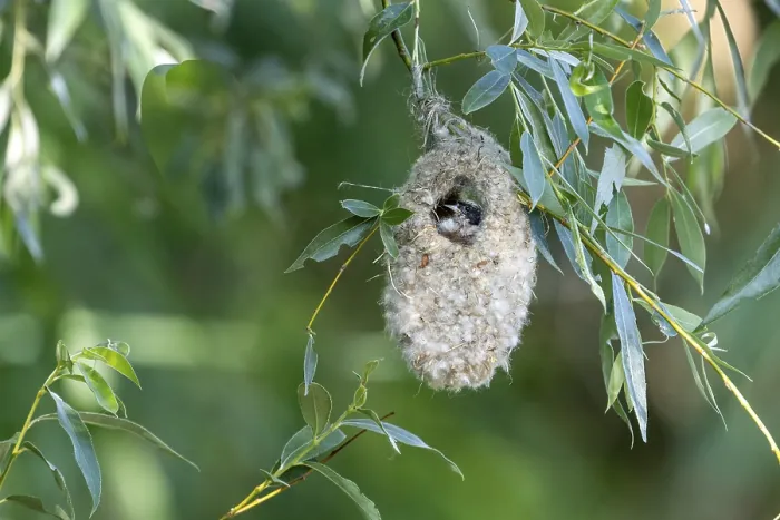 Framed Print : Penduline Tit (Remiz pendulinus) sitting in a nest