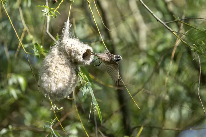 Framed Print : Penduline Tit (Remiz pendulinus) taking off from the nest