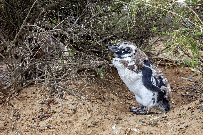 Framed Print : A penguin with its chick under bushes on the beach Framed Print : A penguin with its chick under bushes on the beach