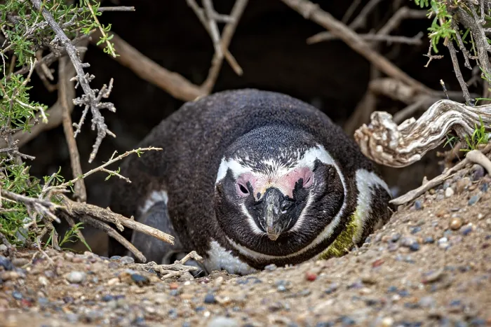 Framed Print : Penguin crouches sheltered in a hollow or burrow
