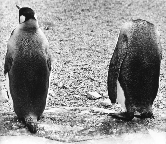 Framed Print : Penguin without head, England, Great Britain Framed Print : Penguin without head, England, Great Britain