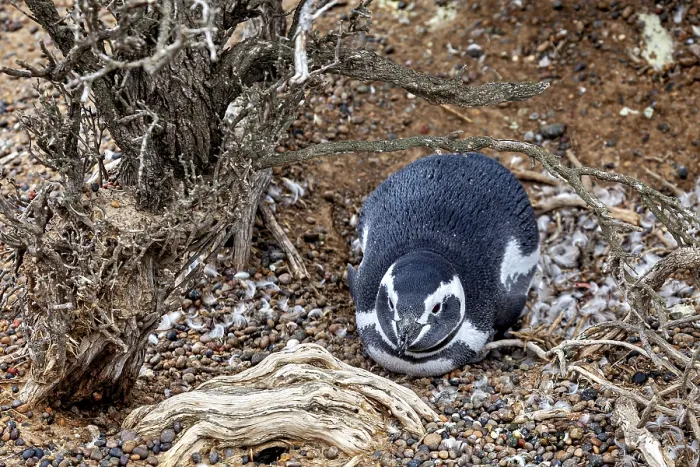 Framed Print : A penguin lies calmly under the roots of a bush