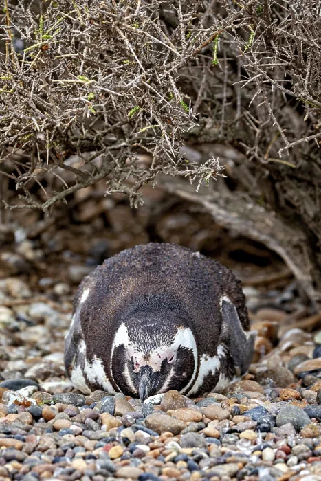 Framed Print : A penguin lies camouflaged under bushy undergrowth on pebbles