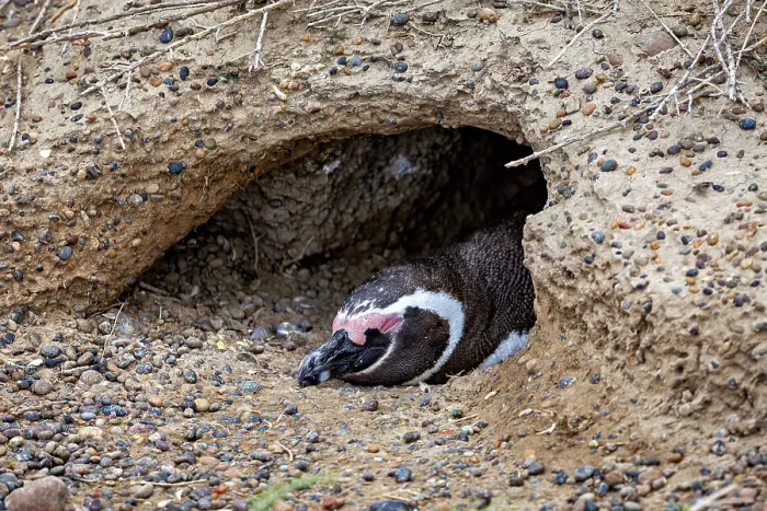 Framed Print : A penguin lies hidden in the ground in a small cave Framed Print : A penguin lies hidden in the ground in a small cave