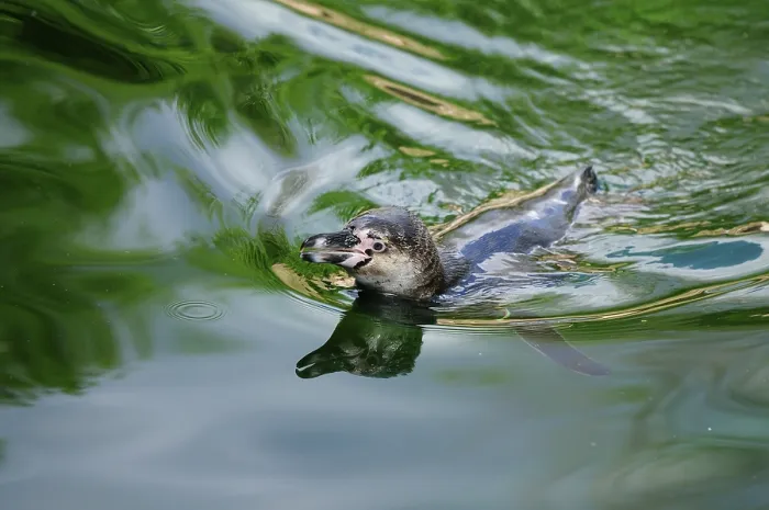 Framed Print : Penguin moves calmly in the shimmering green water