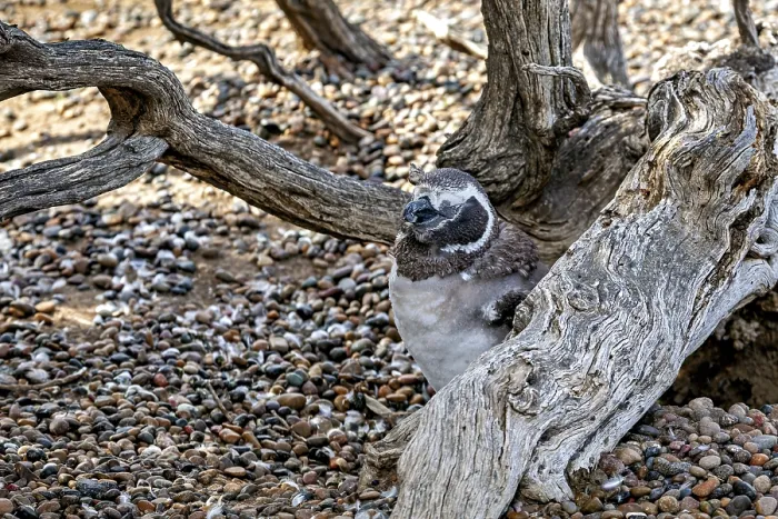 Framed Print : A penguin rests hidden between branches and a tree trunk