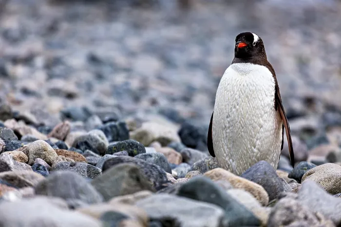 Framed Print : A penguin stands on a rocky area on the shore Framed Print : A penguin stands on a rocky area on the shore