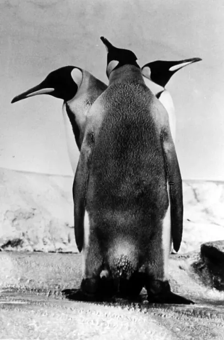 Framed Print : Three penguins looking in different directions