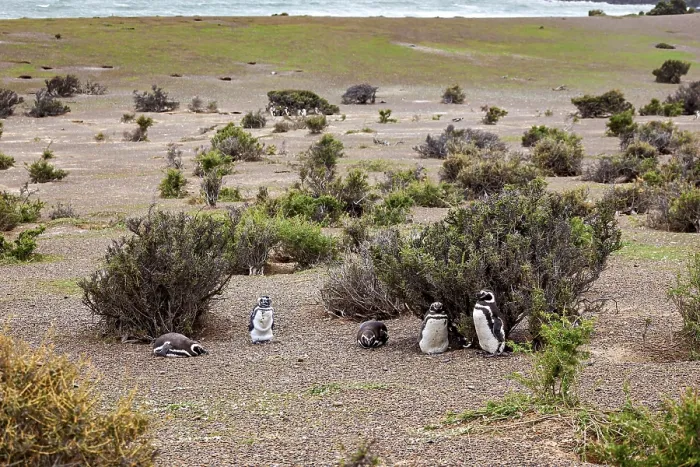 Framed Print : Several penguins are scattered in an open