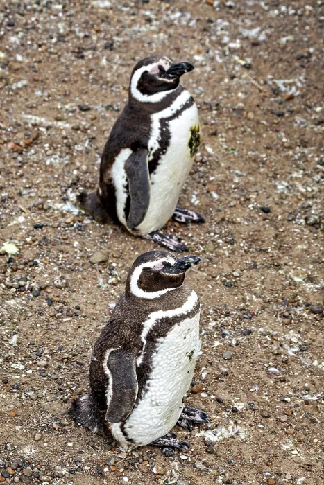 Framed Print : Two penguins stand side by side on a rocky ground