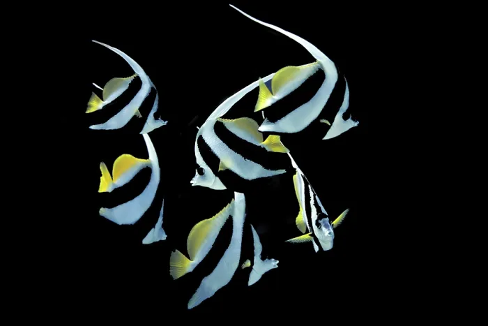 Framed Print : Pennant Coralfish or Longfin Bannerfish (Heniochus acuminatus)