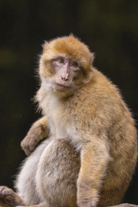 Framed Print : A pensive monkey sits and looks to the side in a natural environment