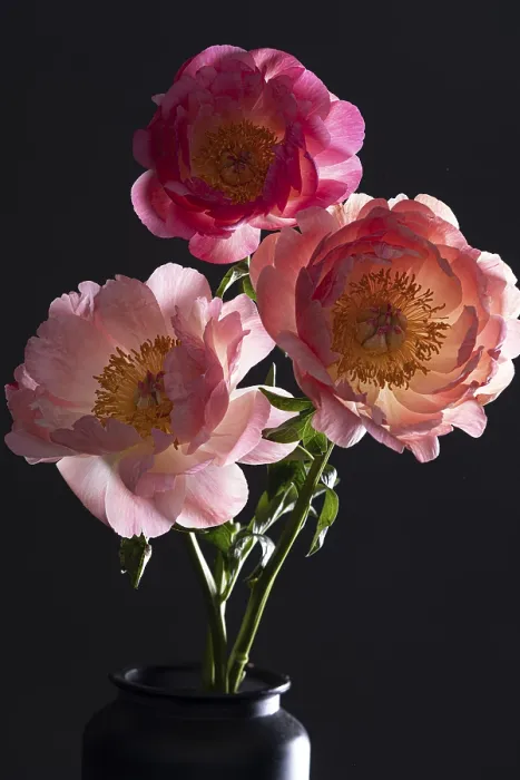 Framed Print : Peony (Paeonia lactiflora), Peony