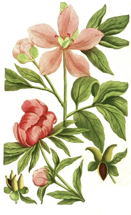 Framed Print : Peony variant, Paeonia mas flore incarnate minor Framed Print : Peony variant, Paeonia mas flore incarnate minor