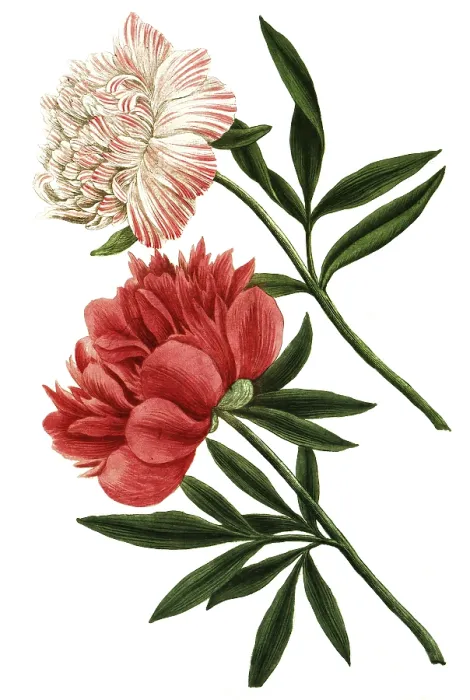 Framed Print : Peony variant, Paeonia mas major flore incarnato pleno