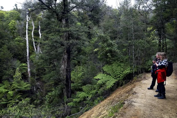 Framed Print : People on the Abel Tasman track through a green forest