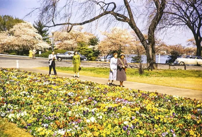 Framed Print : People walking through beds of spring flowers near the Thomas Jefferson Memorial, Washington DC, USA around 1953