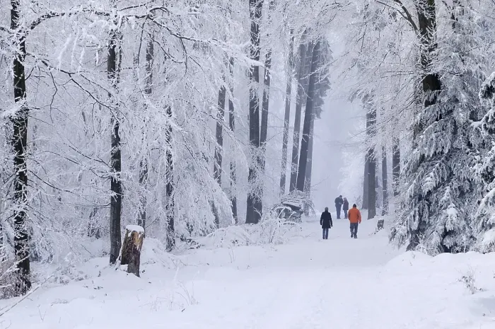 Framed Print : People walking through the snowy woods