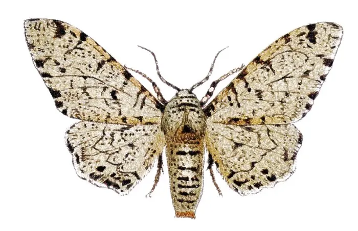 Framed Print : Peppered moth (Amphydasis betularia) Framed Print : Peppered moth (Amphydasis betularia)