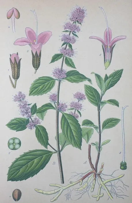 Framed Print : Peppermint (Mentha -- piperita)
