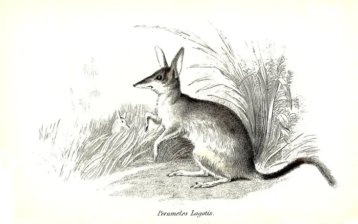 Framed Print : Perameles lagotis, Great Rabbit-nosed Butcher (Macrotis lagotis) Framed Print : Perameles lagotis, Great Rabbit-nosed Butcher (Macrotis lagotis)