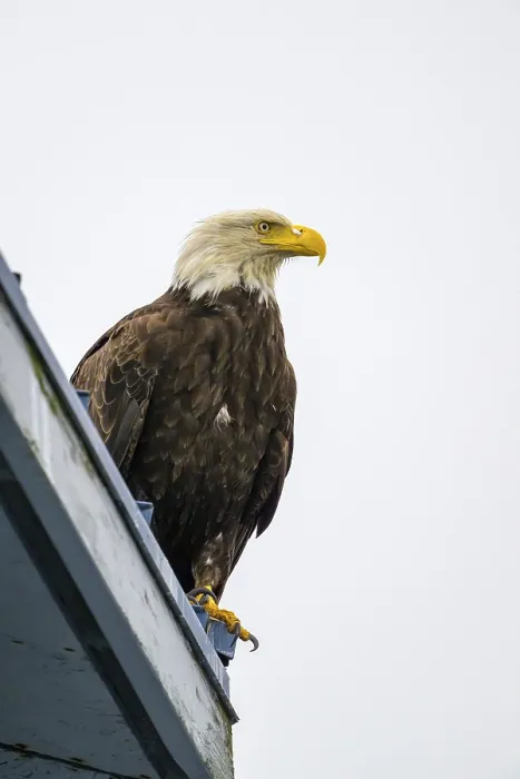 Framed Print : A perched bald eagle, Haliaeetus leucocephalus
