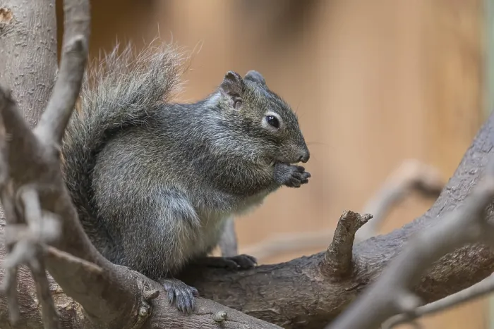 Framed Print : One Pere David's rock squirrel (Sciurotamias davidianus)