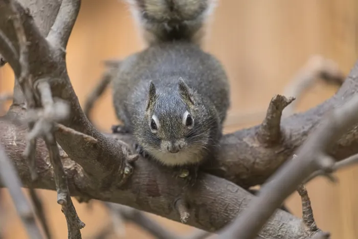 Framed Print : One Pere David's rock squirrel (Sciurotamias davidianus)
