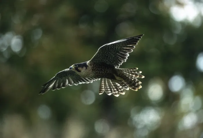 Framed Print : Peregrine (Falco peregrinus)