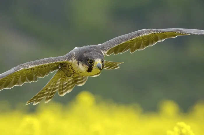 Framed Print : Peregrine (Falco peregrinus)