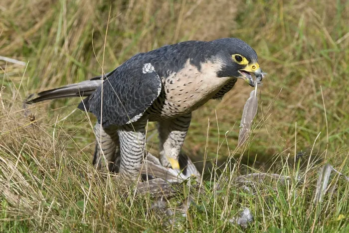 Framed Print : Peregrine Falcon (Falco peregrinus)